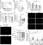 APOE Antibody in Immunocytochemistry (ICC/IF)