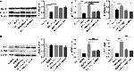 Phospho-Connexin 43 (Tyr265) Antibody in Western Blot (WB)