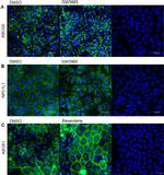 P-Glycoprotein Antibody in Immunocytochemistry (ICC/IF)