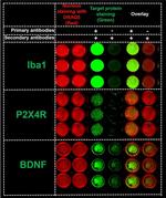 BDNF Antibody in Western Blot, Immunocytochemistry (WB, ICC/IF)