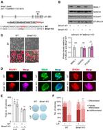 SSEA1 Antibody in Immunocytochemistry (ICC/IF)