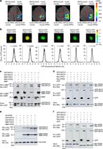 GFP Antibody in Western Blot, Immunoprecipitation (WB, IP)