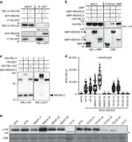 6x-His Tag Antibody in Western Blot (WB)