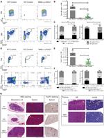 FOXP3 Antibody in Immunohistochemistry (IHC)