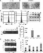 CD81 Antibody in Western Blot (WB)