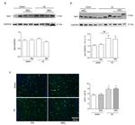 IBA1 Antibody in Immunohistochemistry (IHC)