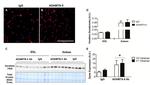 Versican V0, V1 Neo Antibody in Western Blot, Immunohistochemistry (WB, IHC)