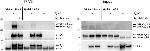 CACNA2D1 Antibody in Western Blot (WB)