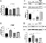 CYP8B1 Antibody in Western Blot (WB)