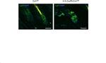 LGR5 Antibody in Immunocytochemistry, Immunohistochemistry (ICC/IF, IHC)