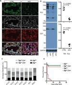 O-linked N-acetylglucosamine (O-GlcNAc) Antibody in Western Blot, Immunohistochemistry (WB, IHC)