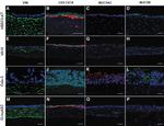 MUC5AC Antibody in Immunocytochemistry, Immunohistochemistry (ICC/IF, IHC)