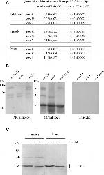 Calsequestrin Antibody in Western Blot (WB)