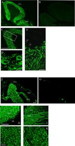 Calsequestrin Antibody in Immunohistochemistry (Paraffin) (IHC (P))