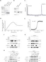 FGF12 Antibody in Western Blot (WB)