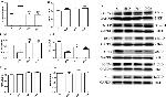 BSEP Antibody in Western Blot (WB)