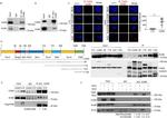 DYKDDDDK Tag Antibody in Western Blot, Immunoprecipitation (WB, IP)