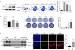 DYKDDDDK Tag Antibody in Western Blot, Immunoprecipitation (WB, IP)