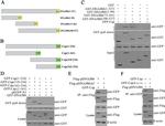 DYKDDDDK Tag Antibody in Immunoprecipitation (IP)