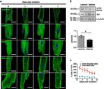 SERCA2 ATPase Antibody in Immunocytochemistry (ICC/IF)