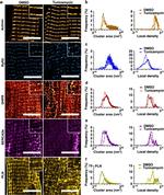 SERCA2 ATPase Antibody in Immunocytochemistry (ICC/IF)