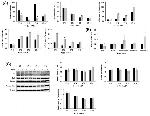 Collagen III Antibody in Western Blot (WB)