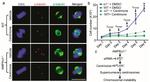 gamma Tubulin Antibody in Immunocytochemistry (ICC/IF)