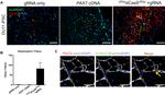 Lamin A/C Antibody in Immunocytochemistry (ICC/IF)