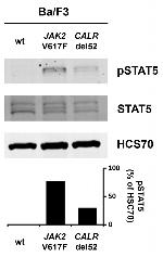 Phospho-STAT5 alpha (Tyr694) Antibody in Western Blot (WB)