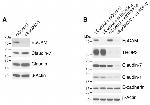 Claudin 7 Antibody in Western Blot (WB)