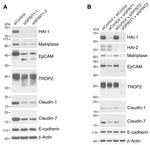 EpCAM Antibody in Western Blot (WB)