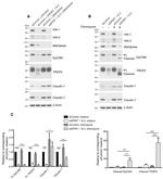 Claudin 7 Antibody in Western Blot (WB)