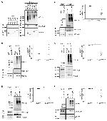 LC3B Antibody in Western Blot (WB)