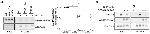 LC3B Antibody in Western Blot (WB)