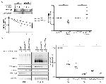 LC3B Antibody in Western Blot (WB)