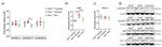 beta Actin Antibody in Western Blot (WB)