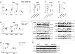 beta Actin Antibody in Western Blot (WB)