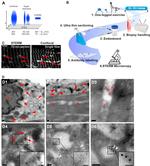 GLUT4 Antibody in Immunomicroscopy (IM)