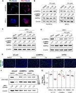 Folate Receptor alpha Antibody in Immunocytochemistry (ICC/IF)