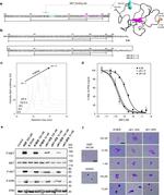 c-Met Antibody in Western Blot (WB)