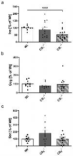 Glucagon Antibody in Western Blot (WB)