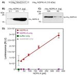 6x-His Tag Antibody in Western Blot (WB)