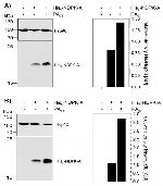 6x-His Tag Antibody in Western Blot (WB)