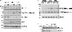 Bax Antibody in Western Blot, Immunoprecipitation (WB, IP)