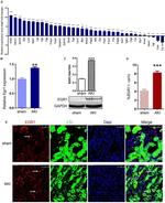 EGR1 Antibody in Western Blot, Immunohistochemistry (PFA fixed) (WB, IHC (PFA))