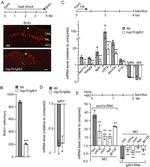 BrdU Antibody in Immunohistochemistry (IHC)