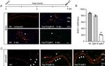 BrdU Antibody in Immunohistochemistry (IHC)