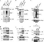 DNA-PK Antibody in Western Blot, Immunoprecipitation (WB, IP)