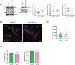 Actin Antibody in Western Blot (WB)