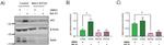 Actin Antibody in Western Blot (WB)